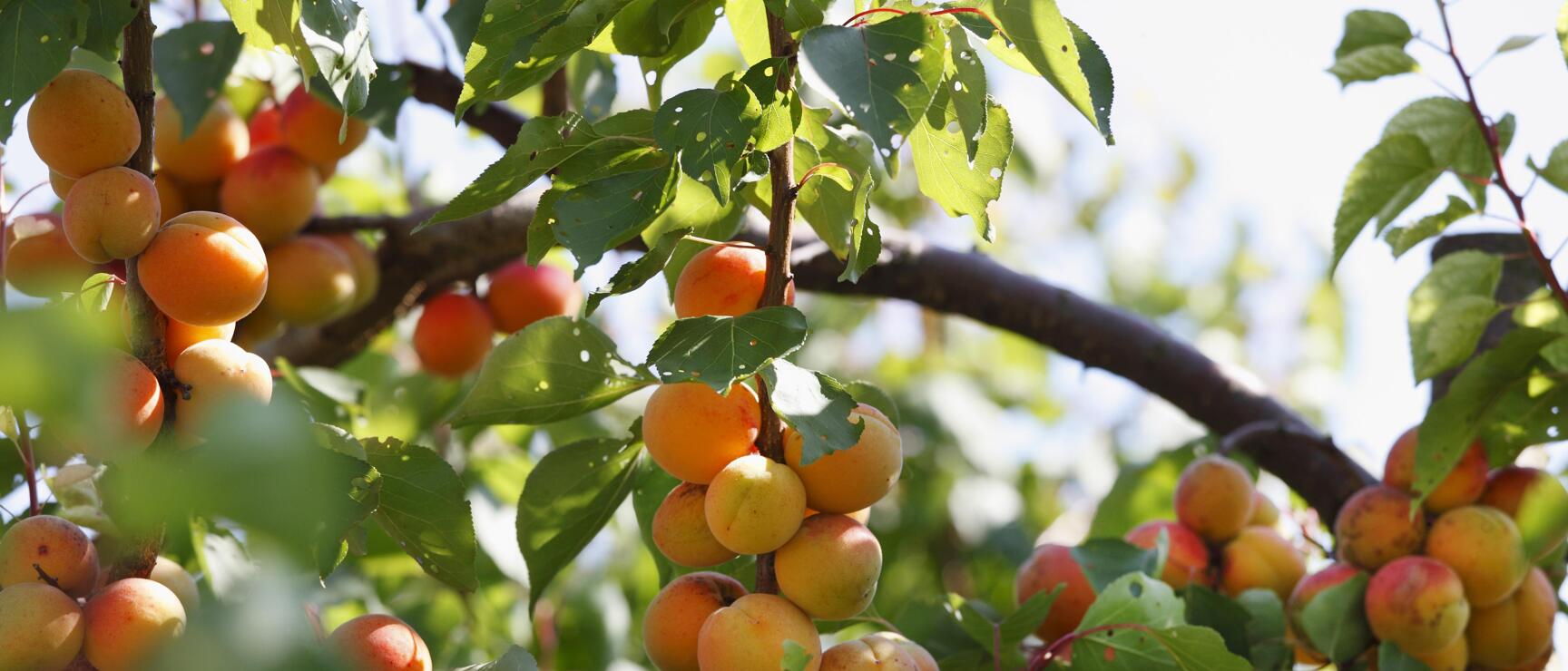 Close-up of ripe apricots in orange-red colour, hanging densely on branches with green leaves.