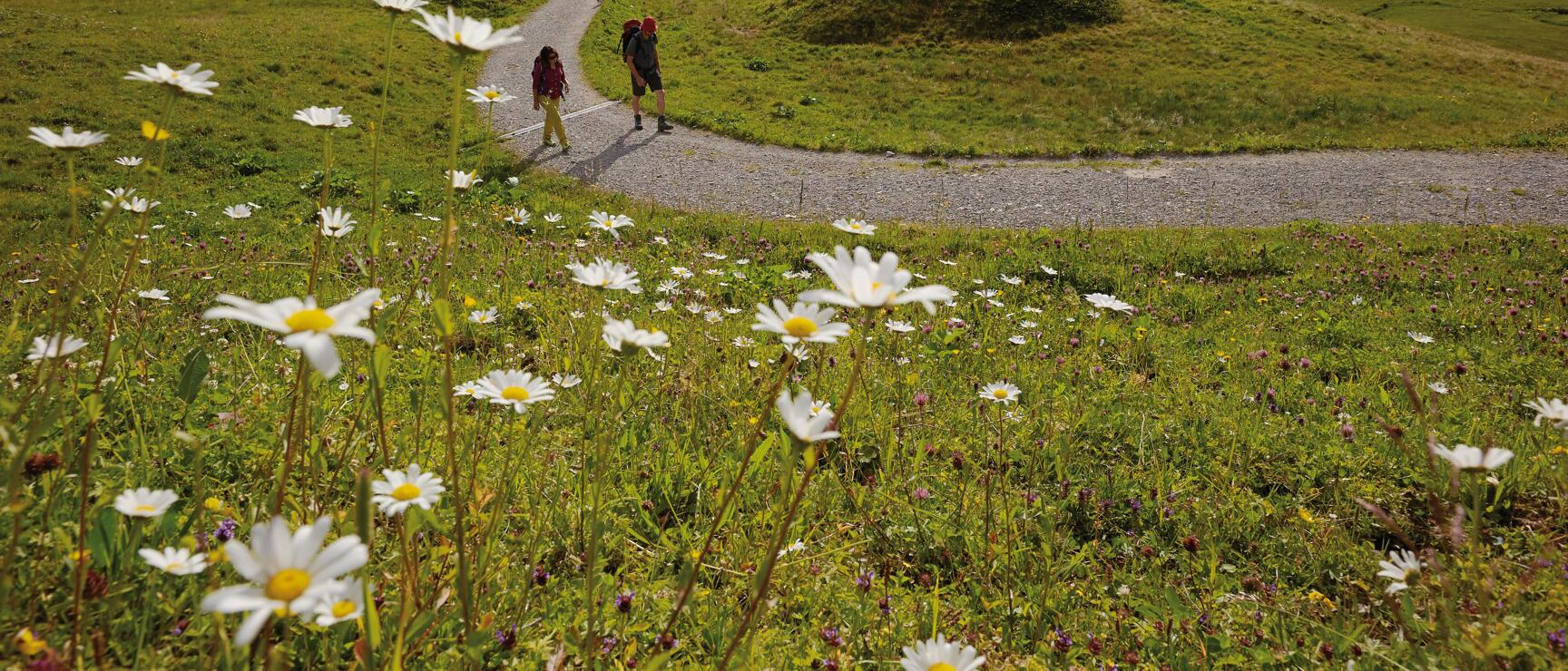 Two hikers with backpacks on gravel path, alpine meadow with daisies, mountain lake and peaks in background.