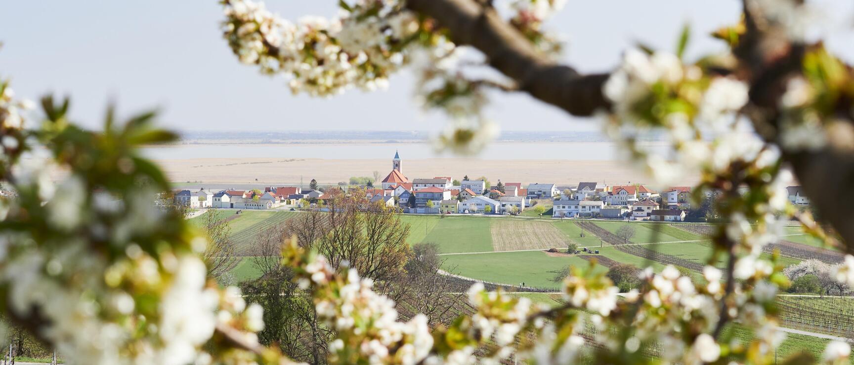 View through white fruit tree blossoms on a village with church tower, green fields in foreground.