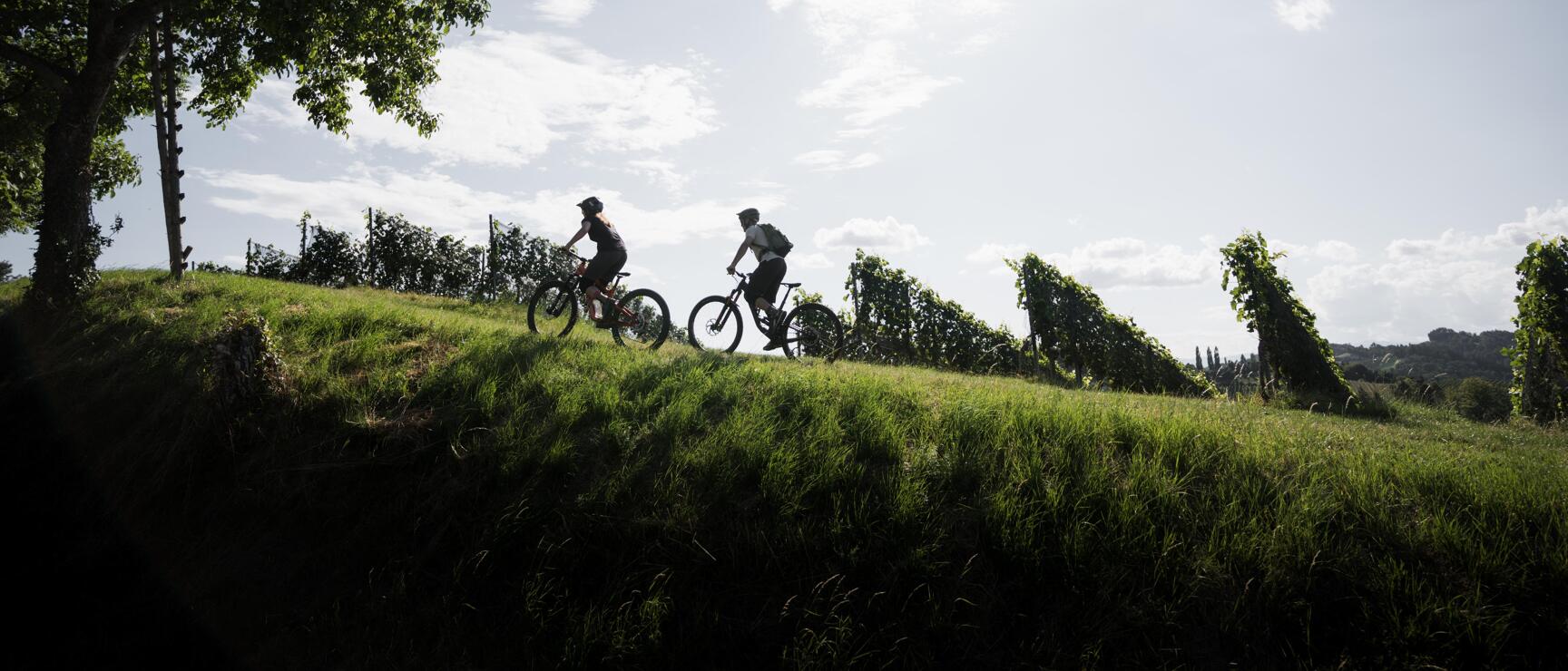 Two cyclists wearing helmets ride along a grassy hill with grapevines and a tree backlit.