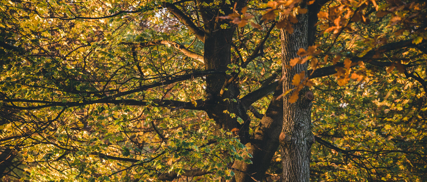 Deciduous forest with tree trunks and yellow-green autumn leaves backlit by sunlight.
