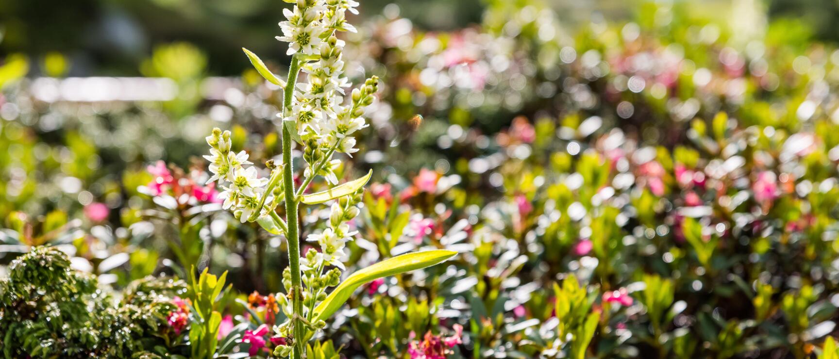 Naturaufnahmen - Österreichs Pflanzenwelt