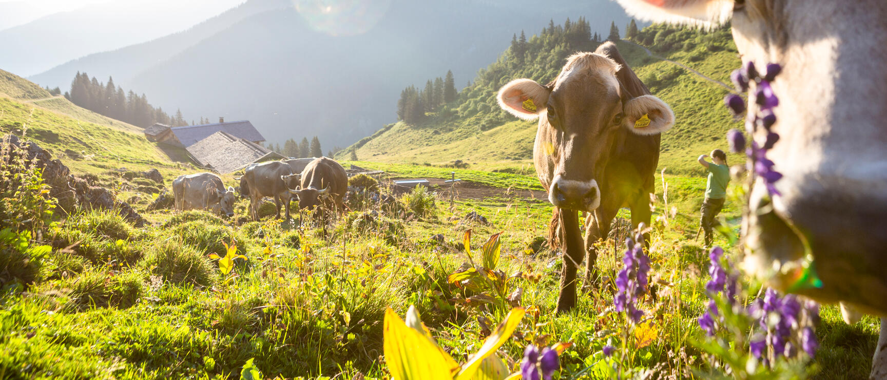 Cows on an Alpine pasture with mountain hut, person and mountain panorama in background, purple flowers in foreground.