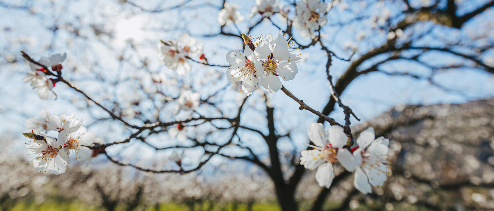 Close-up of white blossoms on bare branches against blue sky, green meadow in background.