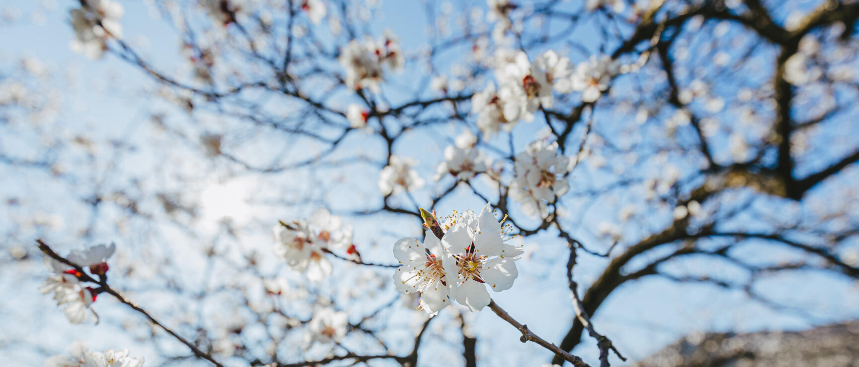 Close-up of white blossoms on bare branches against blue sky, green meadow in background.