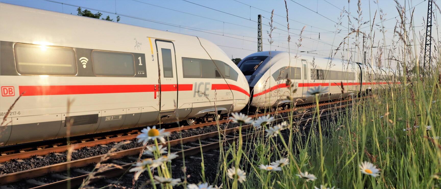Zwei weiße ICE-Züge der DB auf Gleisen, im Vordergrund Margeriten und hohes Gras.