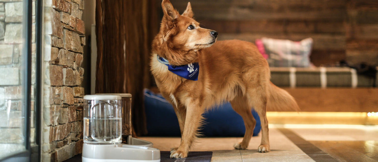 Reddish-brown dog with blue neckerchief stands next to water dispenser in rustic hotel interior