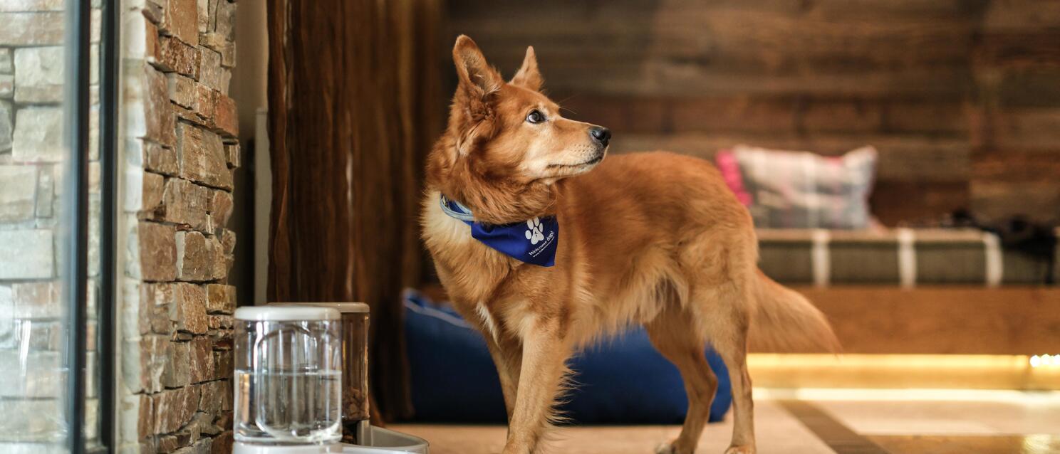 Reddish-brown dog with blue neckerchief stands next to water dispenser in rustic hotel interior