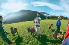 Three people with goats on an alpine meadow, forested mountain in the background.