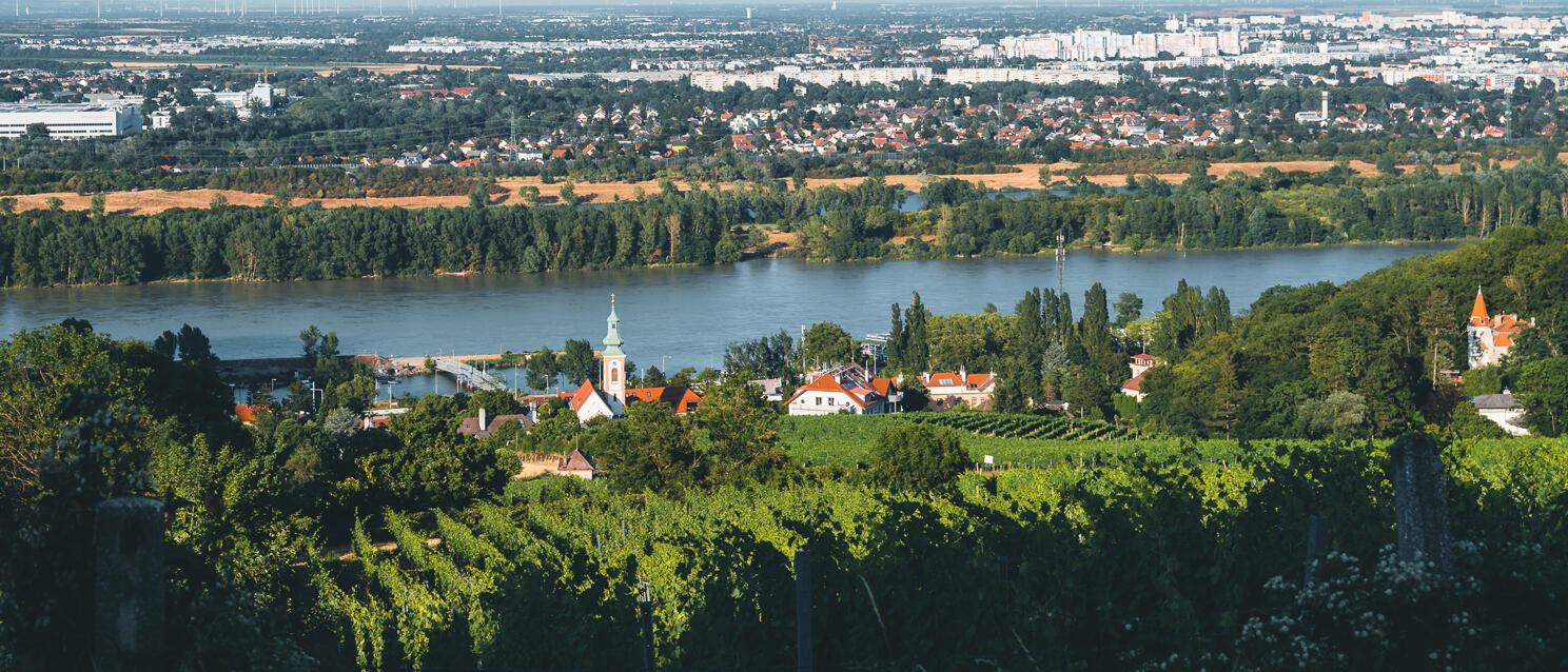 Panoramic view of the Danube with vineyards, church tower and Vienna in the background.