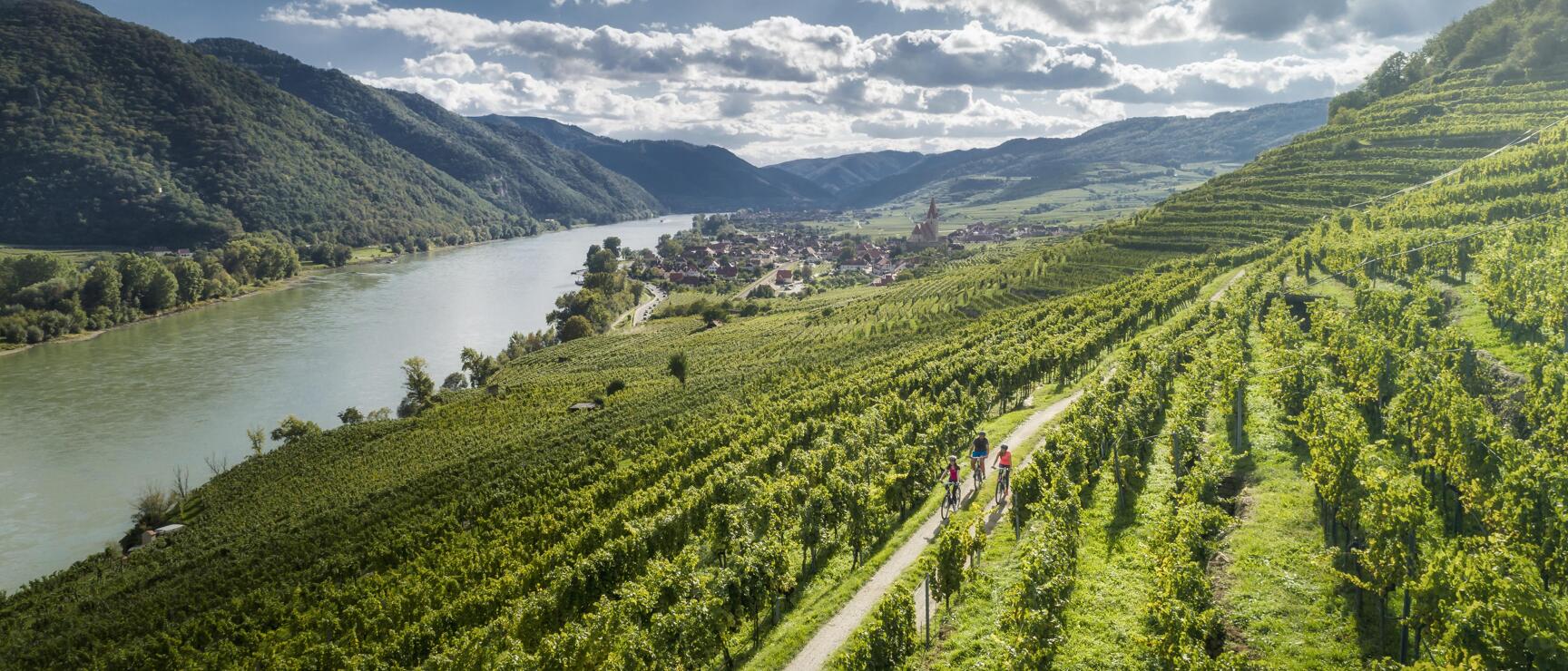 Drei Radfahrer auf einem Weg durch Weinberge, Donau und Weißenkirchen im Hintergrund, Wachau.