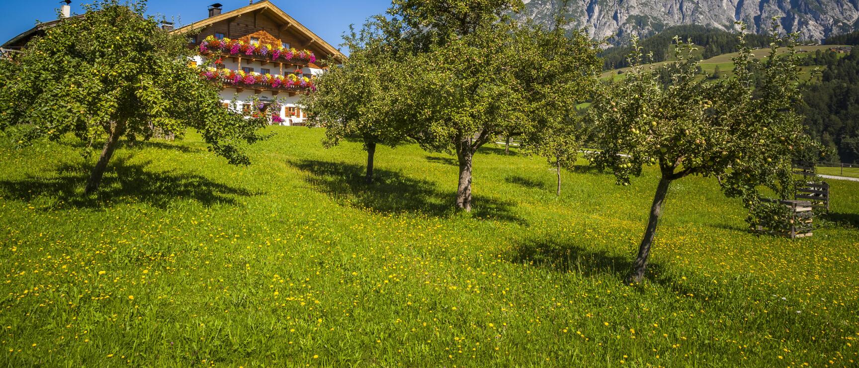 Farmhouse with flower boxes on green meadow with fruit trees, rocky mountain peak in background.