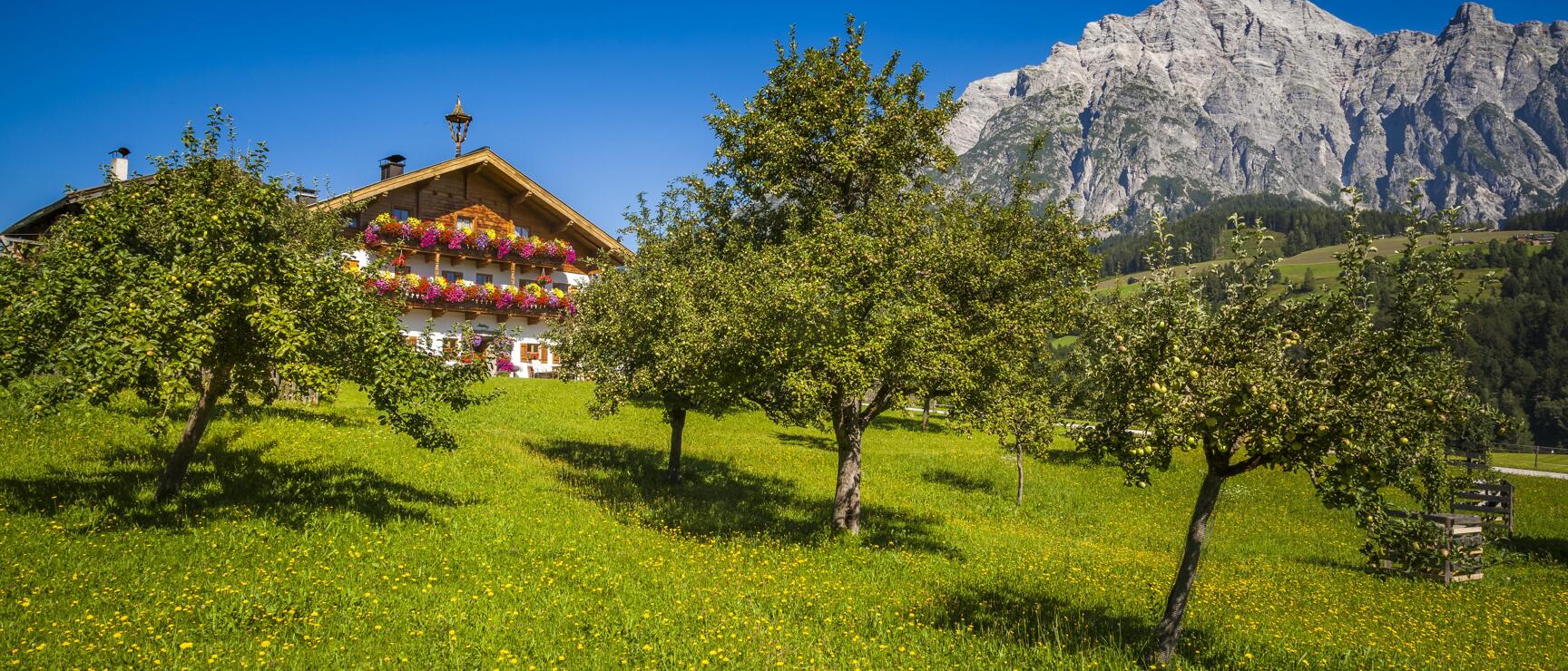 Farmhouse with flower boxes on green meadow with fruit trees, rocky mountain peak in background.