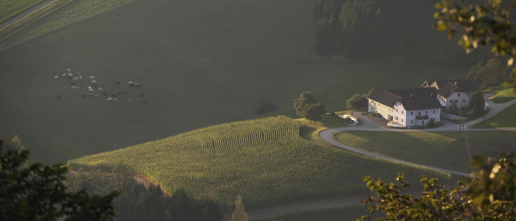 Aerial view of a farm with maize field, pasture with cattle, and winding road in evening light.