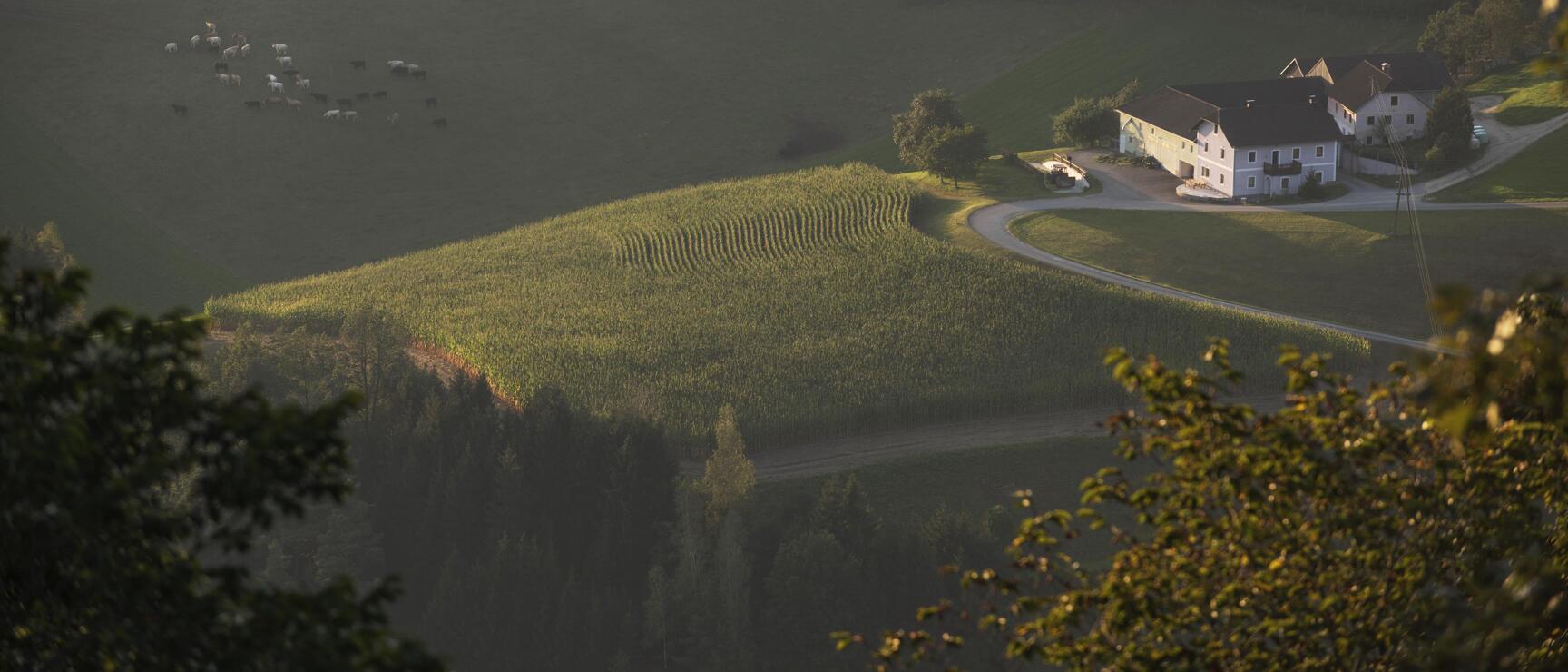 Blick von oben auf einen Bauernhof mit Maisfeld, Weide mit Kühen und geschwungener Straße im Abendlicht.