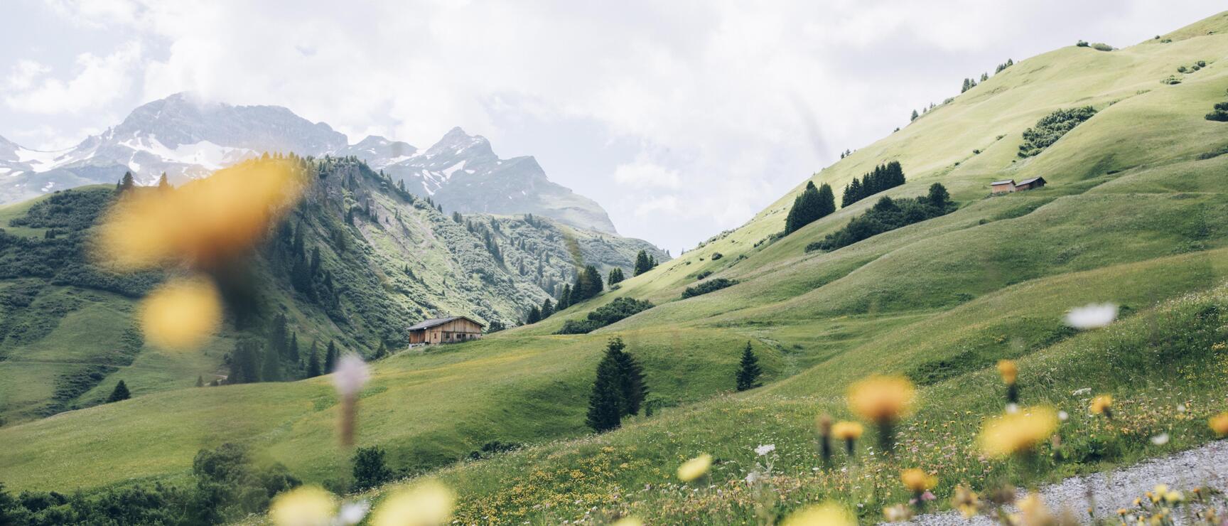Blooming alpine meadow with yellow flowers, wooden hut and snow-capped peaks in the background.