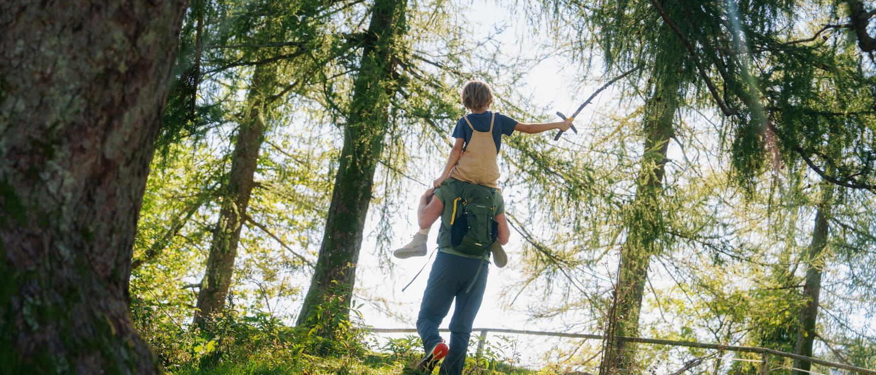 Person with backpack carrying child on shoulders on a forest path, larch trees backlit.