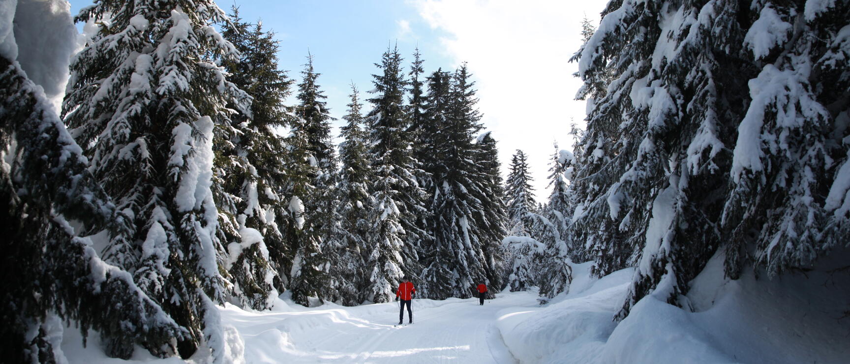 Two people on a cross-country ski track between snow-covered firs, blue sky.