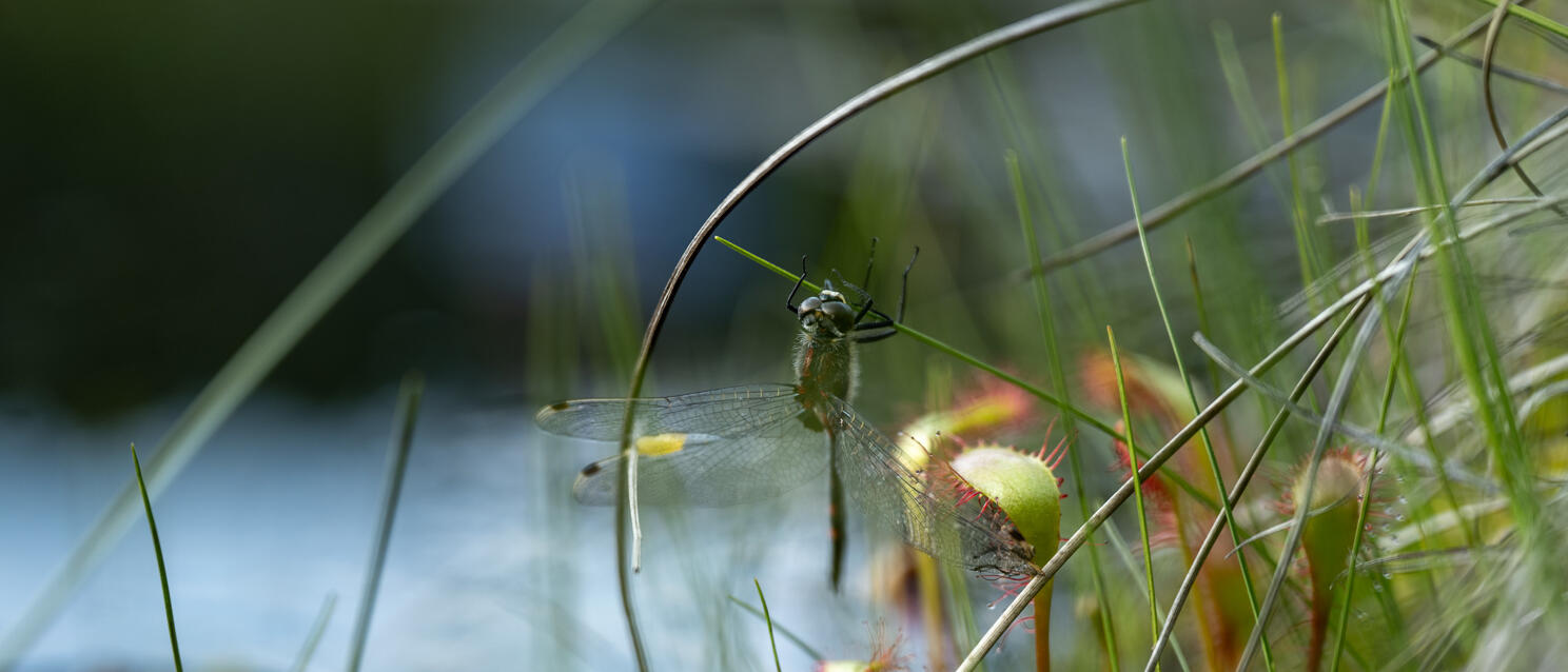 Dragonfly on a grass blade next to red sundew plants at a moorland pond, macro photograph.