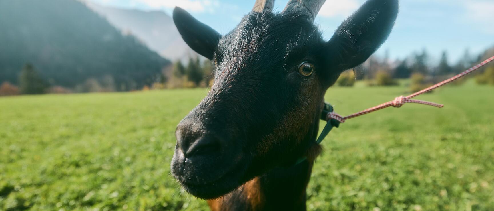 Close-up of black goat with horns and leash on green alpine meadow, mountain in the background.