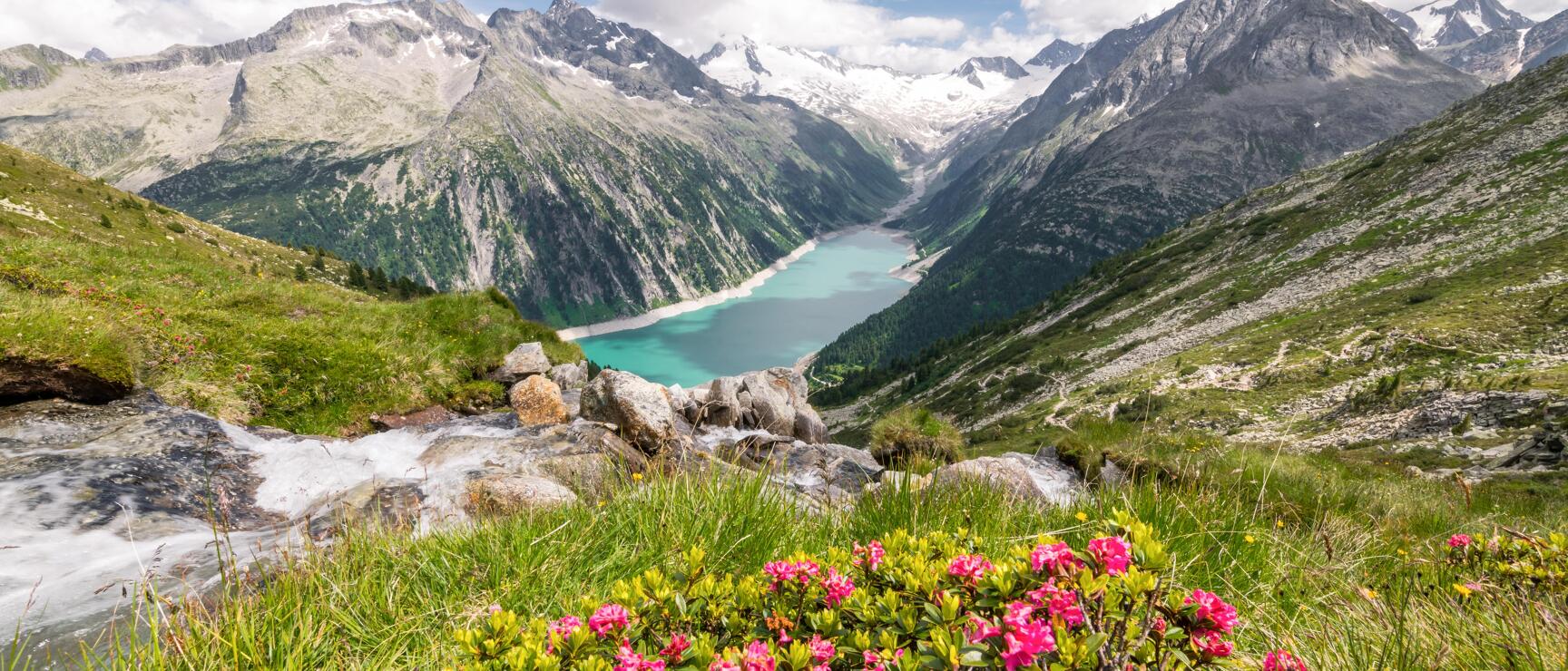 Alpenrosen und Bach im Vordergrund, türkiser Stausee im Tal, schneebedeckte Berggipfel, Schlegeis, Tirol.