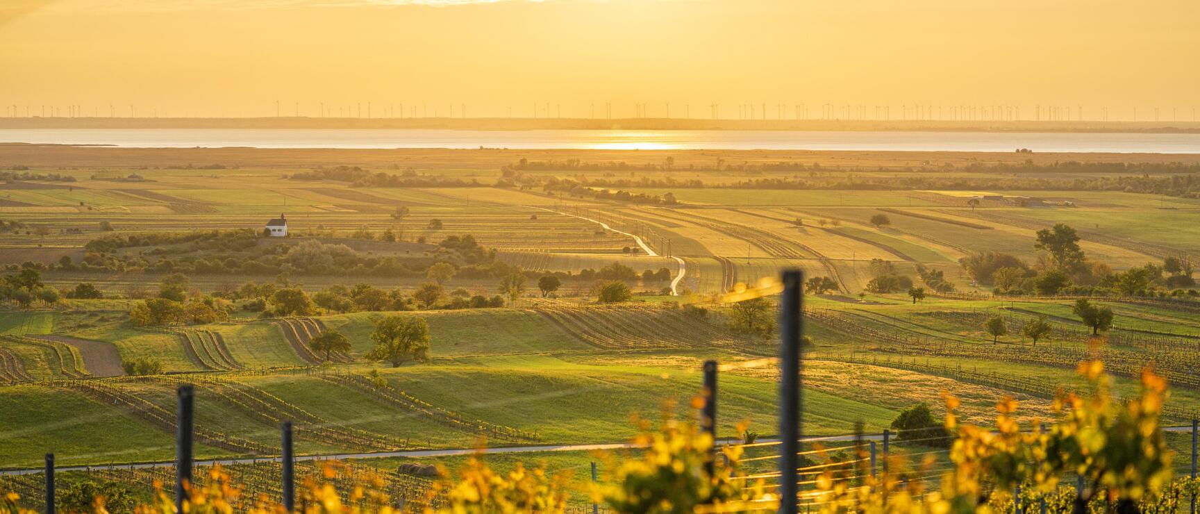 Weinreben im Vordergrund, weite Landschaft mit Feldern und Neusiedler See im goldenen Sonnenuntergangslicht.