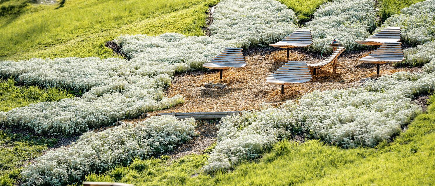 Wooden loungers amid white-flowering herb beds on a green hillside meadow, sunny day.