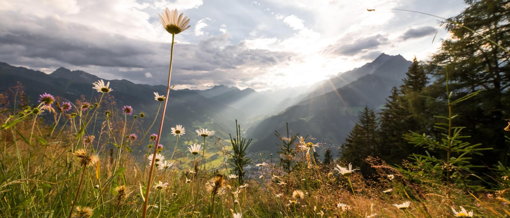Prairie alpine près de Matrei dans le Tyrol oriental