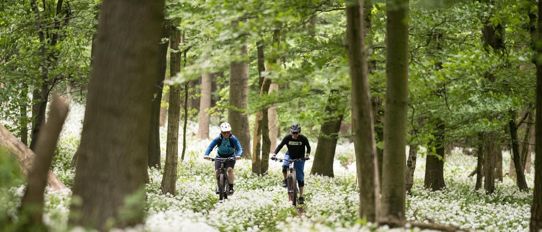 Two mountain bikers wearing helmets on a narrow forest trail surrounded by white wild garlic.