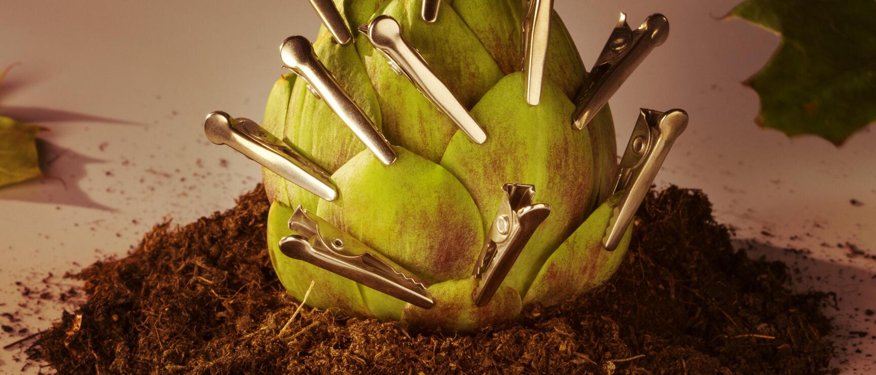 Artichoke with metal pins on mound of soil surrounded by green maple leaves