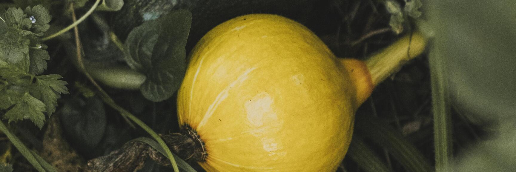 Hokkaido pumpkin in the garden
