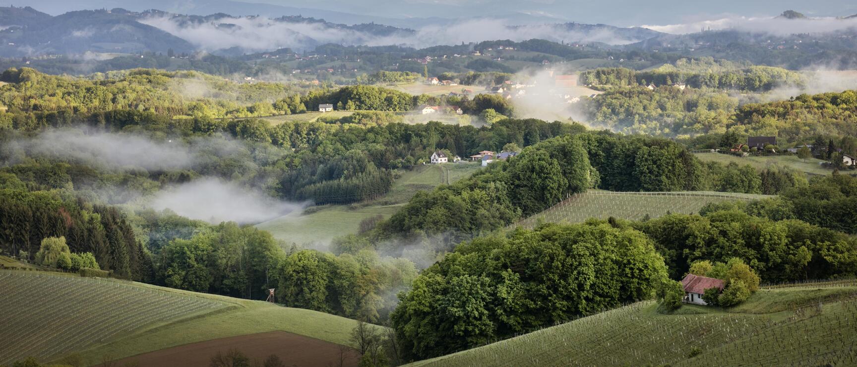 Weite Hügellandschaft mit Weinreben, Wäldern, Nebelschwaden und Häusern, Berge im Hintergrund.
