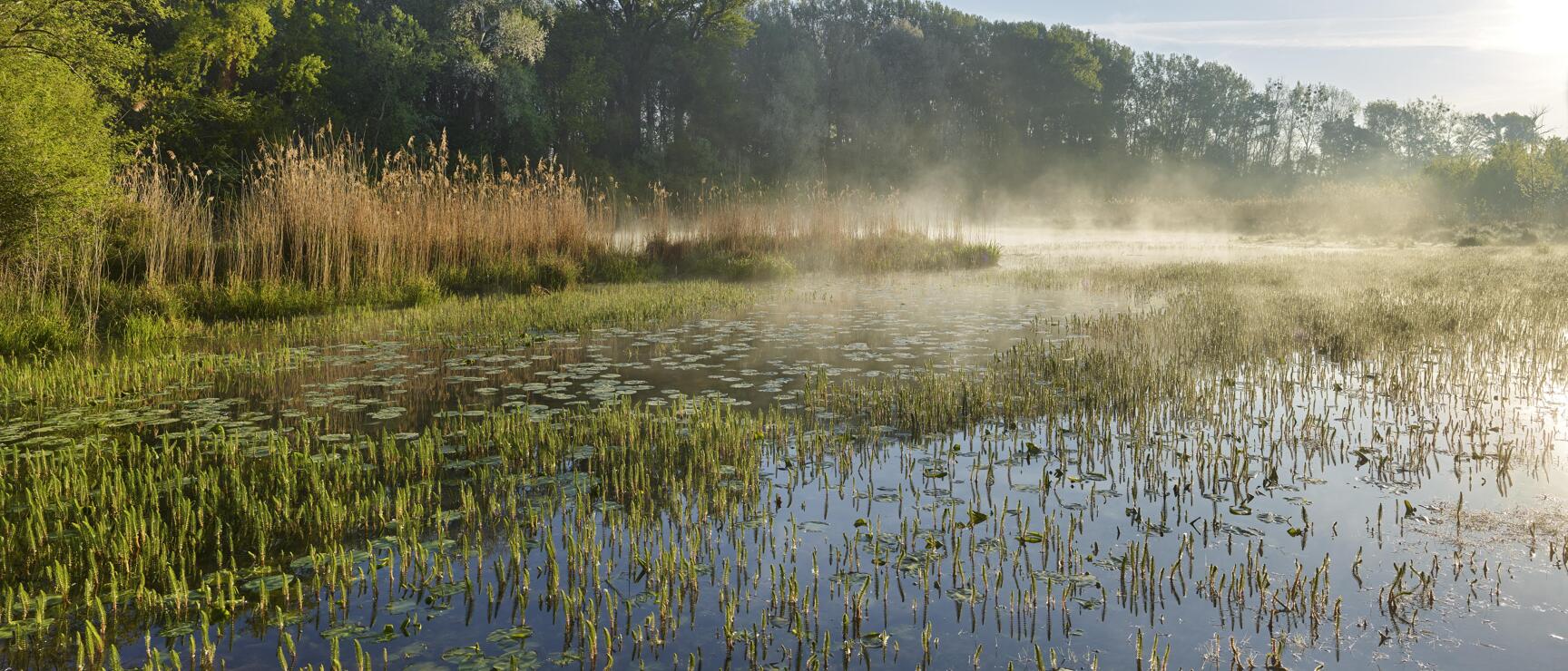 Morgennebel über einem Feuchtgebiet mit Seerosen, Schilf und Laubbäumen im Gegenlicht.