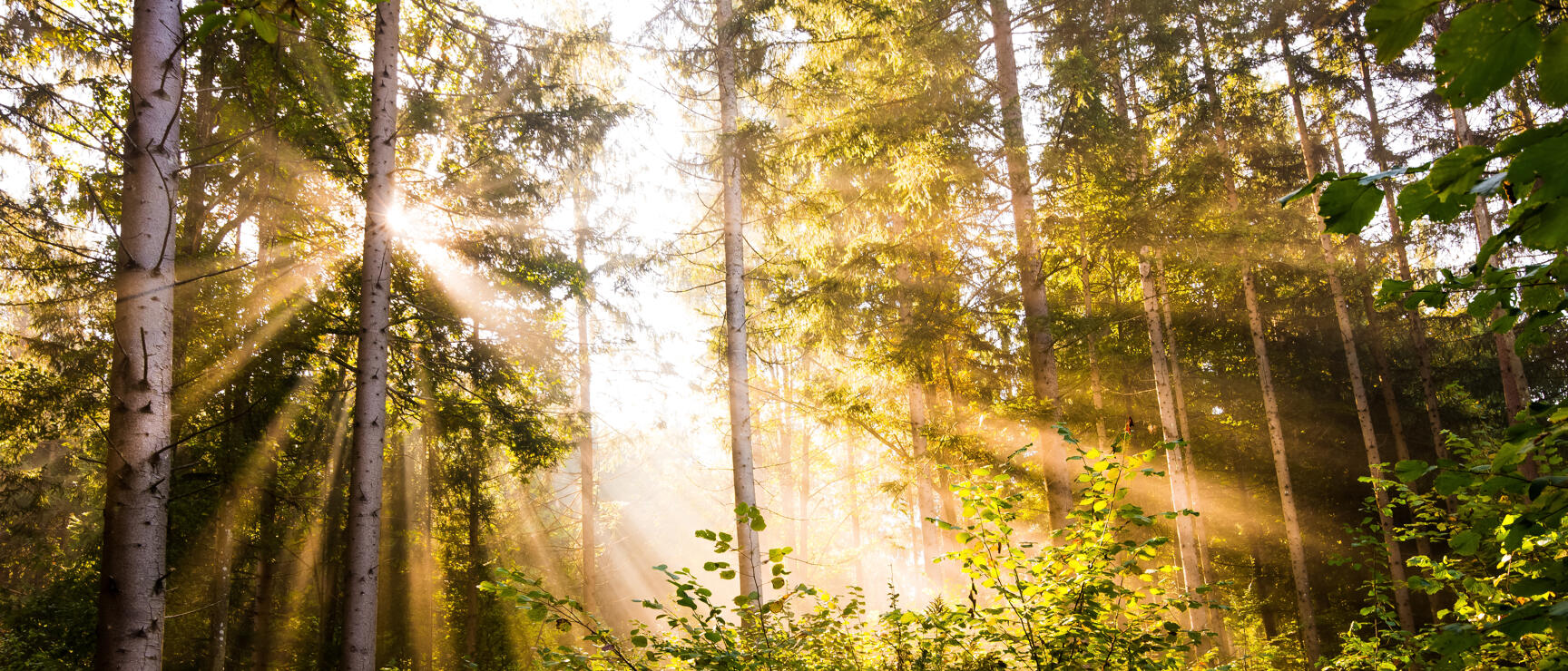 Sunrays breaking through coniferous trees in a green mixed forest with dense undergrowth.