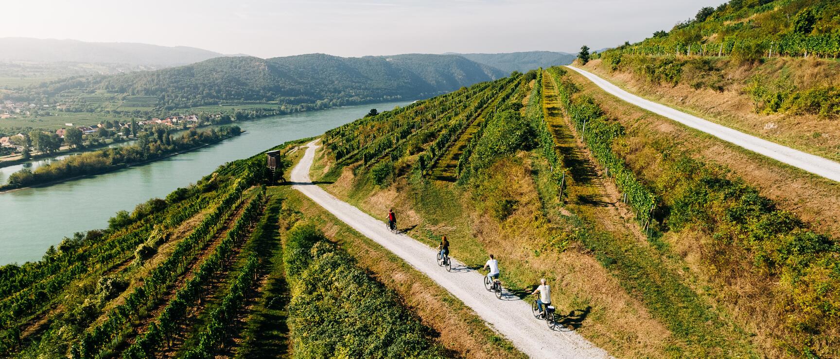Three cyclists on a gravel path between vineyards with the Danube and hills in the background, Wachau.