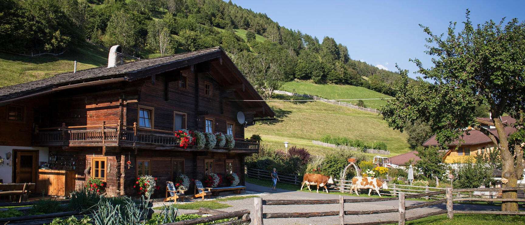 Wooden farmhouse with flower balcony, two cows in the yard, person beside them, green meadows and forest hillside in the background.