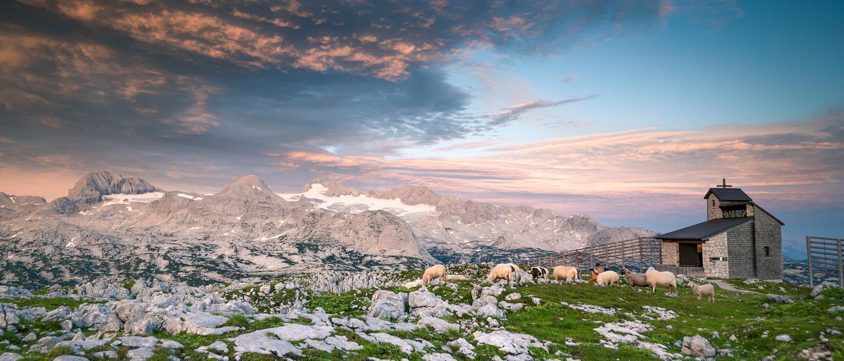 Flock of sheep on rocky alpine meadow at sunset, small chapel on right, Dachstein Glacier in background.