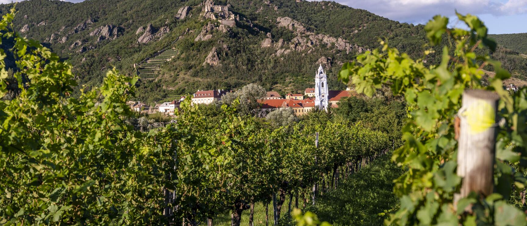 Vineyard in foreground, Dürnstein with church tower and castle ruins on rocky hill, Wachau