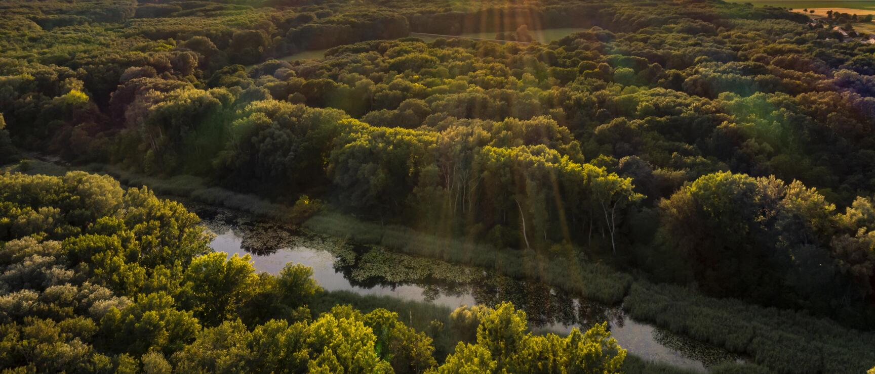 Aerial view of a floodplain forest with ponds at sunset, flat landscape in the background.