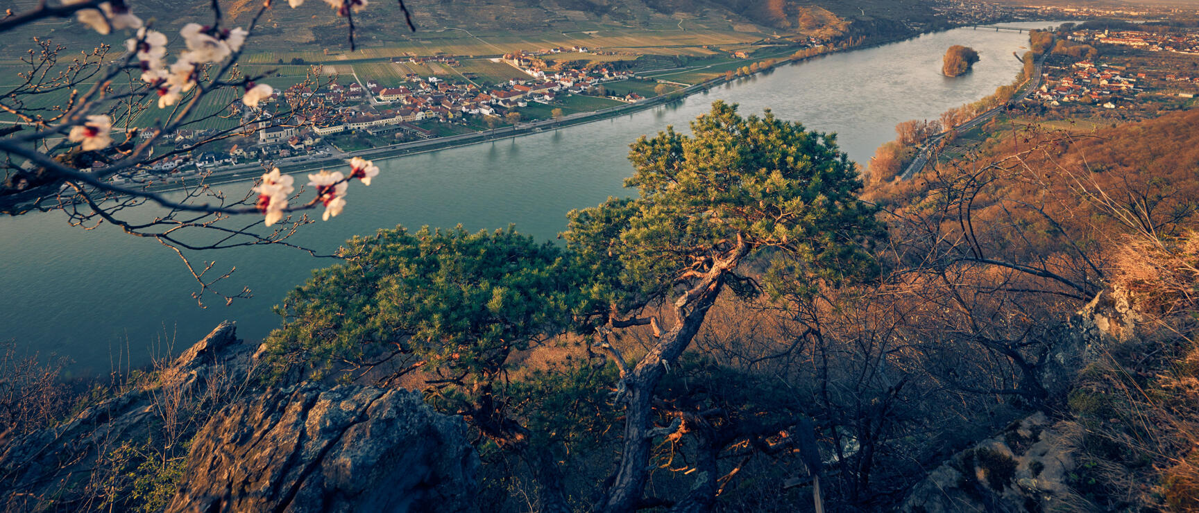 View from rocks of the Danube with wine village on the shore, flowering branches in foreground, Wachau at sunset.