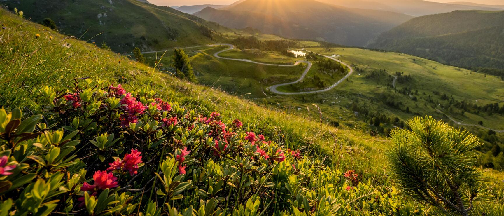 Alpine roses in foreground, winding road in valley, small lake, mountains at sunset.