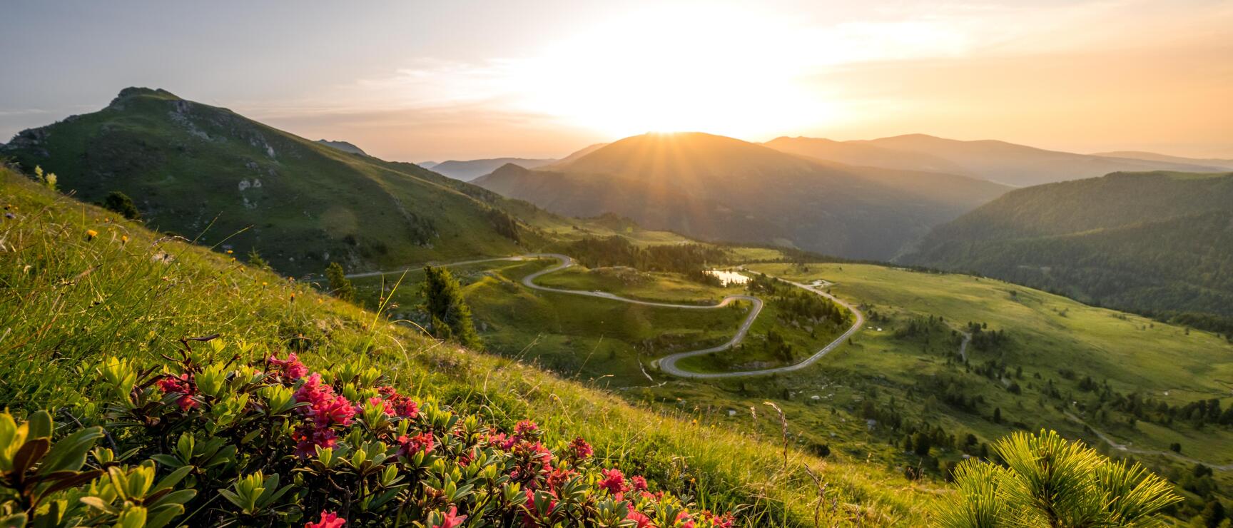 Alpine roses in foreground, winding road in valley, small lake, mountains at sunset.