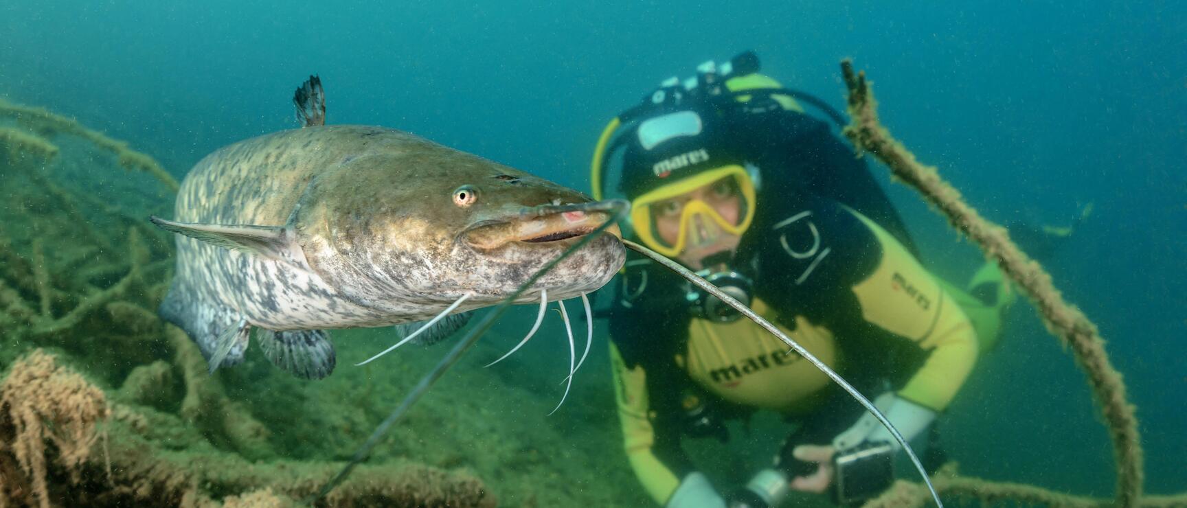 Diver in yellow equipment underwater next to a large catfish with long barbels.