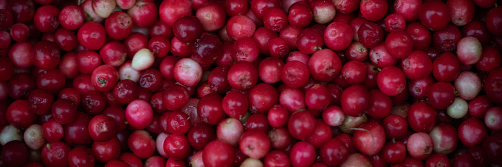 Nahaufnahme: Viele rote und vereinzelt weiße Preiselbeeren, das Bild ist vollständig mit Beeren gefüllt.