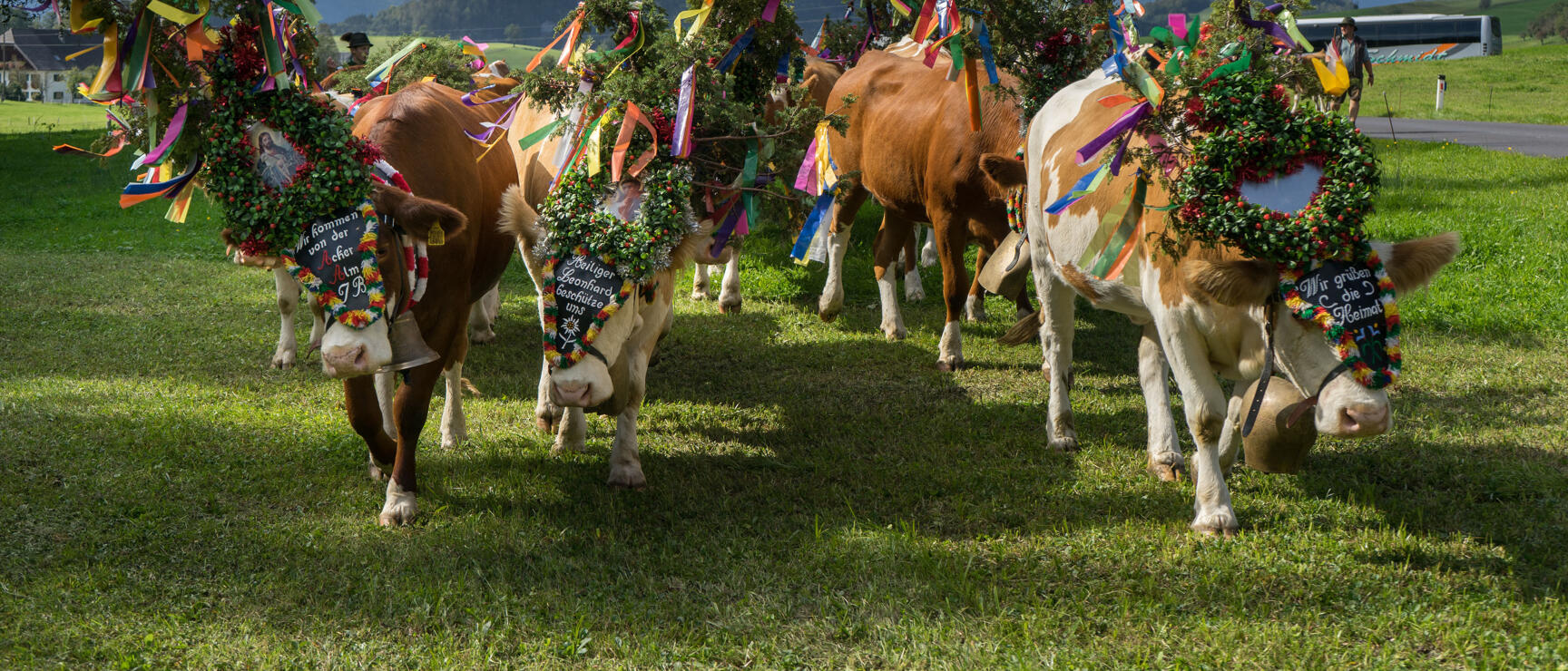 Decorated cows with colourful wreaths and ribbons during alpine descent, mountain panorama in background.