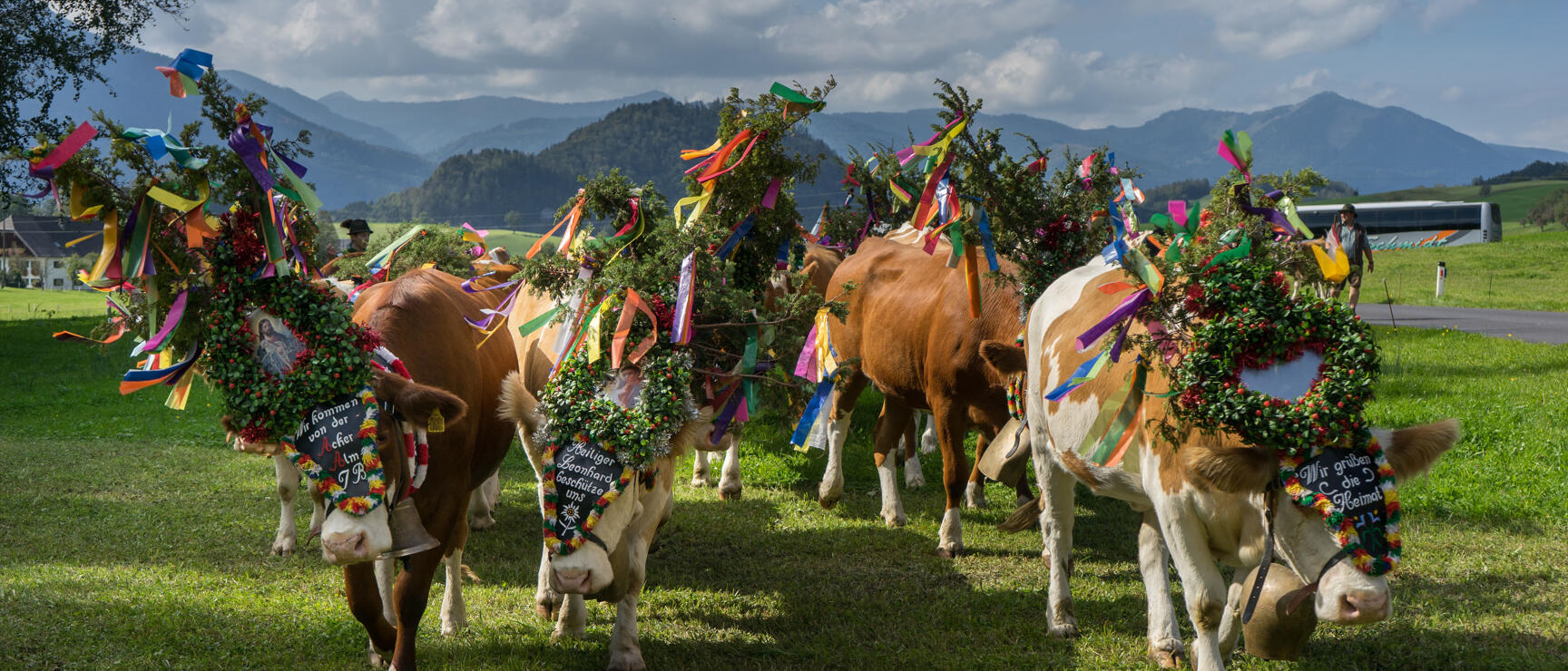 Decorated cows with colourful wreaths and ribbons during alpine descent, mountain panorama in background.