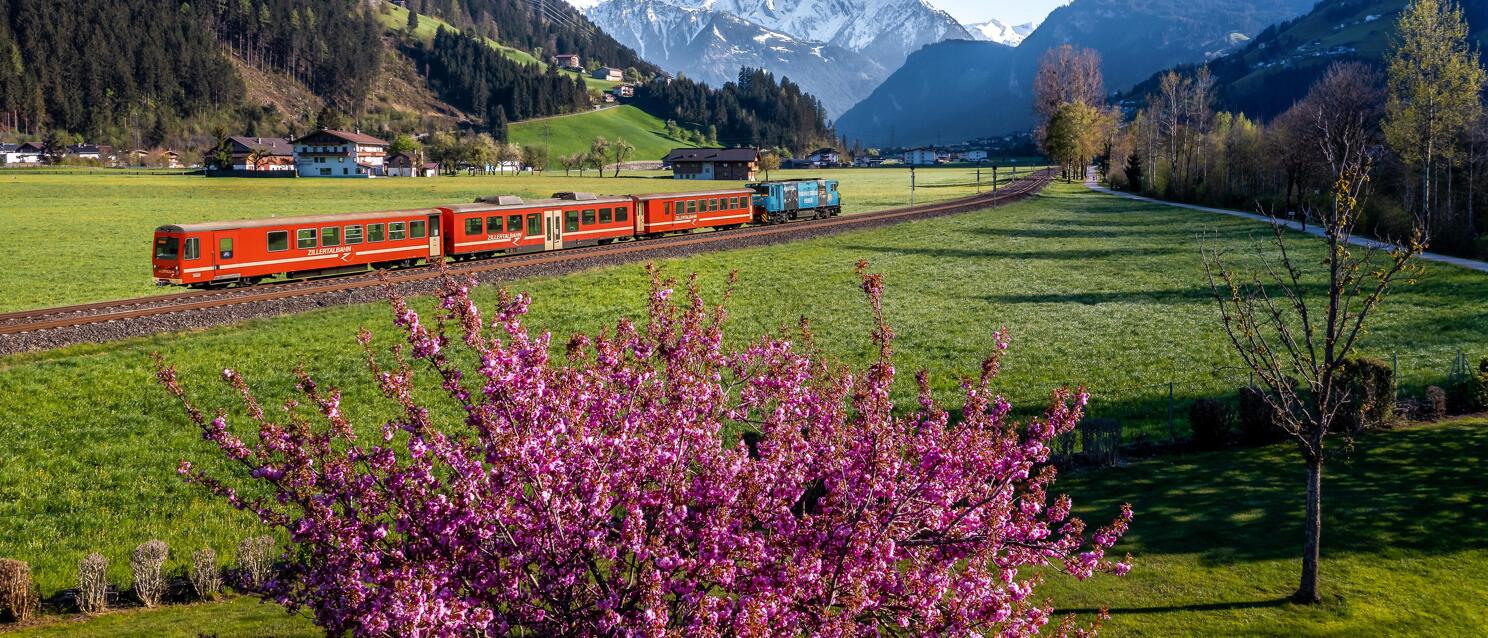 Red Zillertal railway train on green meadow with pink blossom tree in foreground and snow-capped mountains in background.