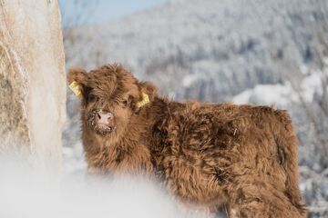 Highland cattle calf in the snow