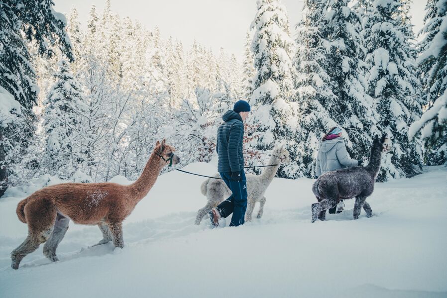 Alpaca hiking tour Seefeld