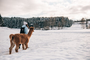 Alpaca walk in Lower Austria